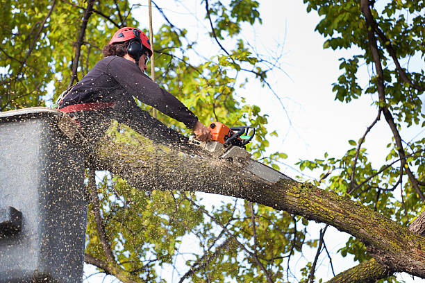 Best Tree Risk Assessment  in Providence, RI